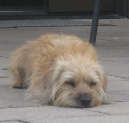 Peggy (2).jpg