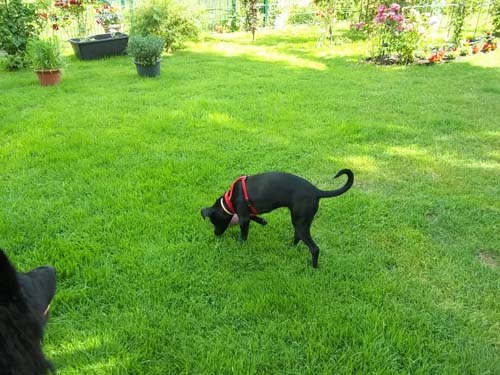 im garten.jpg