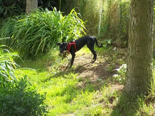 im garten 7.jpg