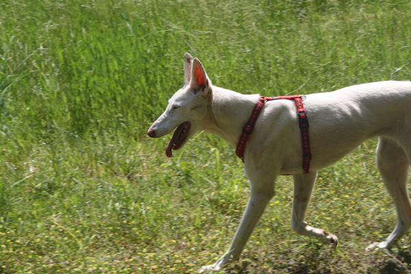 Paloma7.jpg