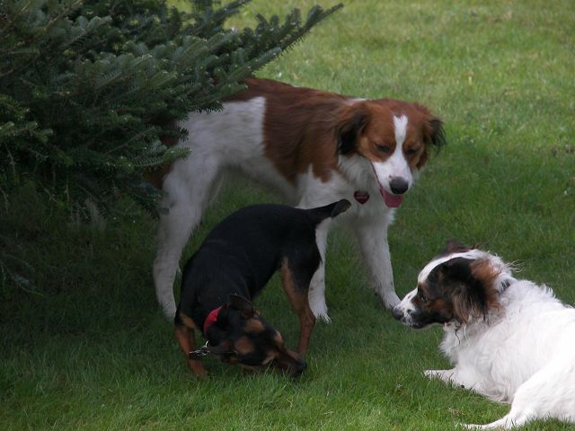 Pablo und seine Freunde 2.JPG