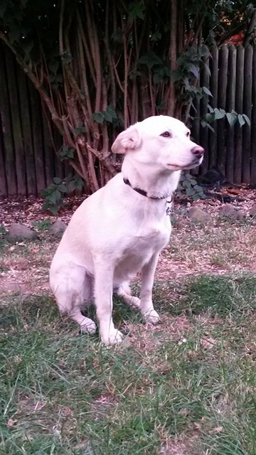 Lucy3.jpg