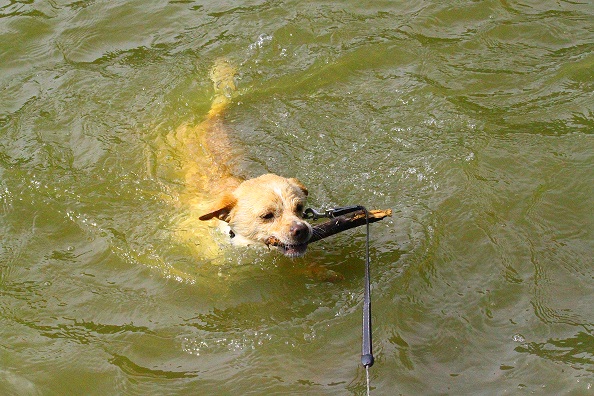 marley1.jpg