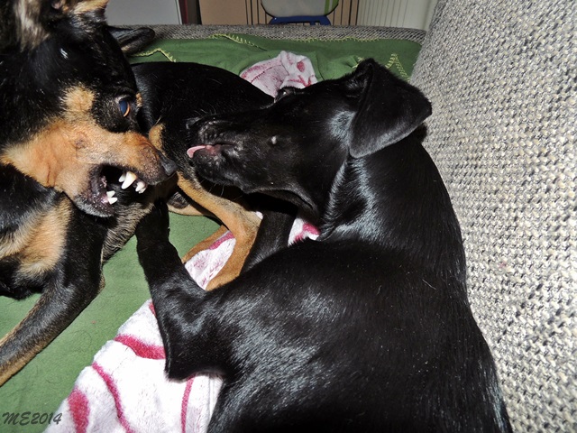 DSCN9910.JPG