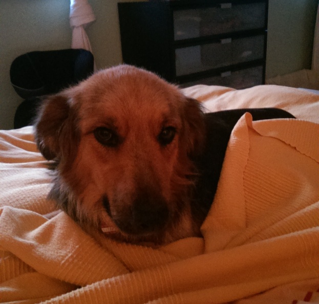 Samson3.jpg
