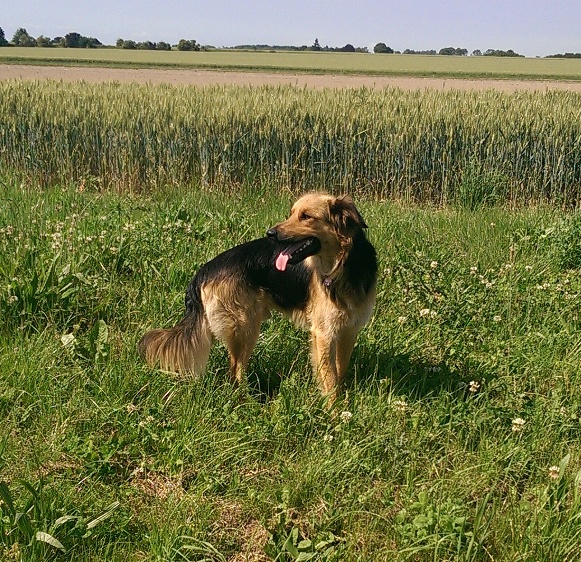 samson4.jpg