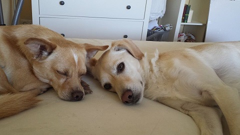 Jasko und Marley.jpg