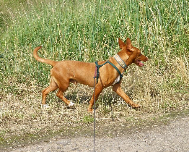 Boss am Rhein1.jpg