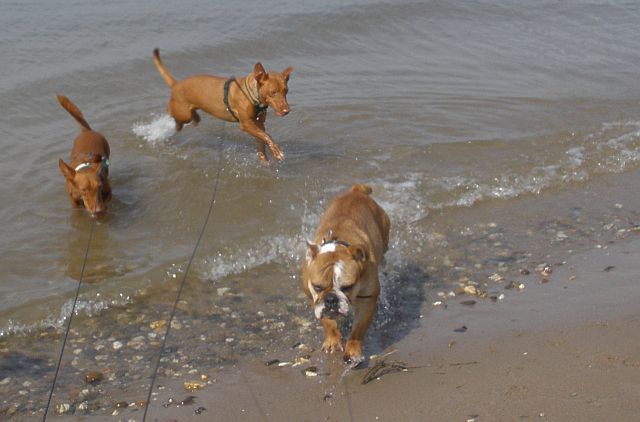 Boss am Rhein3_Zwei Schnaggels und eine Bulldogge.jpg