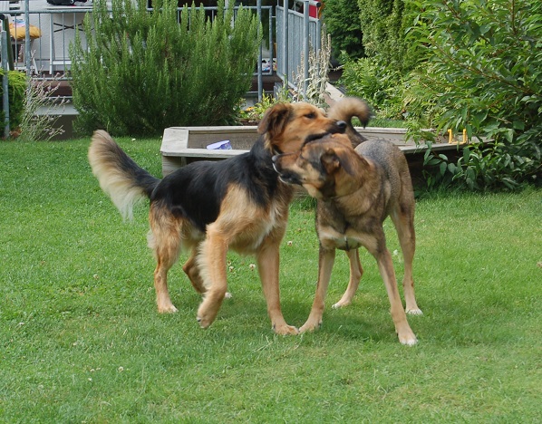 Sommerferien 2014 Elfgen 045.JPG