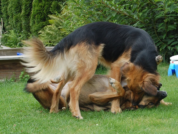 Sommerferien 2014 Elfgen 048.JPG