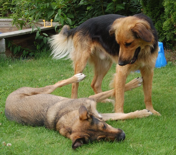 Sommerferien 2014 Elfgen 050.JPG