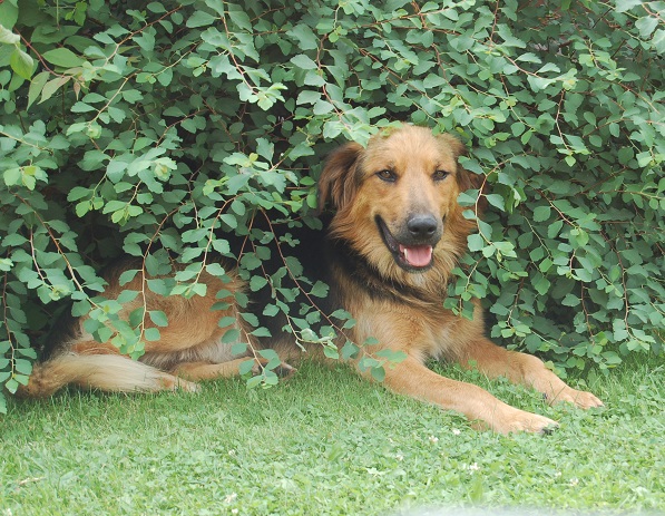 Sommerferien 2014 Elfgen 052.JPG
