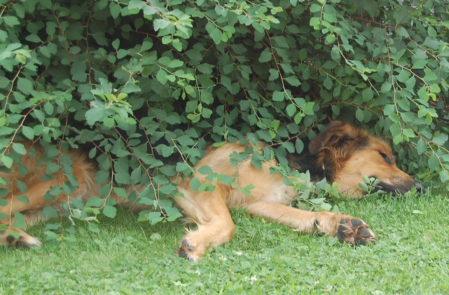 Sommerferien 2014 Elfgen 053.JPG