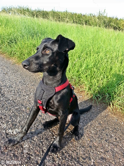 20140803_191004.jpg