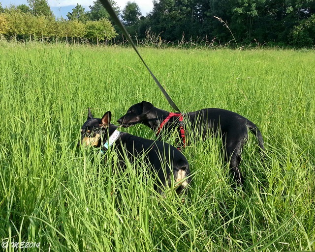 20140803_191144.jpg