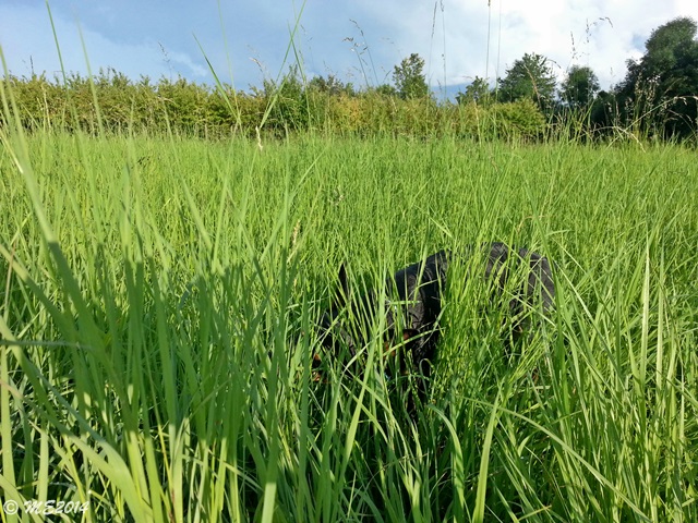 20140803_191246.jpg