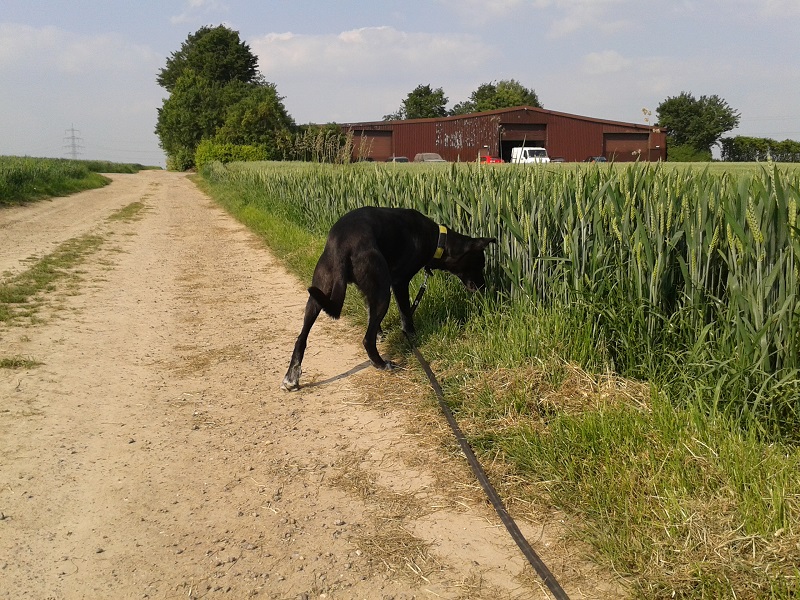 20140602_170921[1].jpg