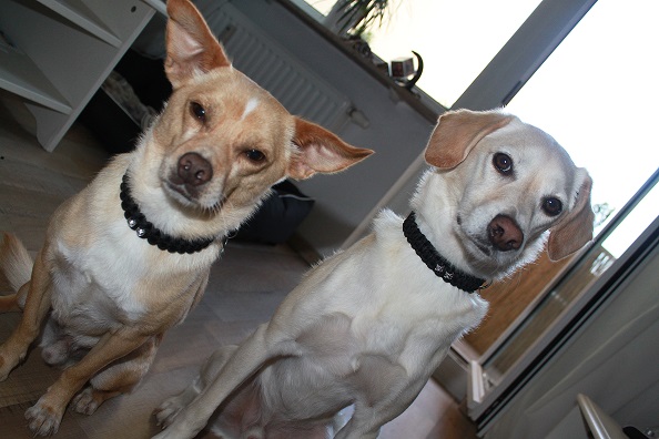 Jasko und Marley ♥.jpg