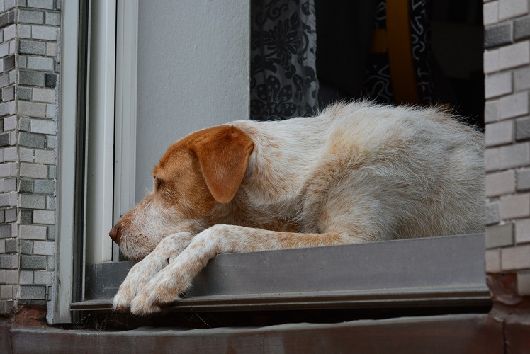 blanca im regen.jpg