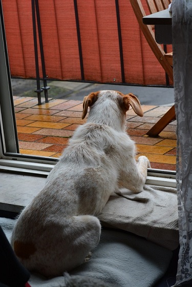 blanca im regen2.jpg