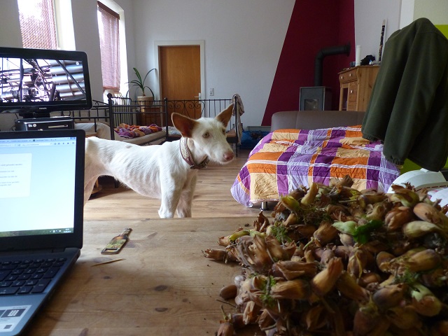 P1020275.JPG