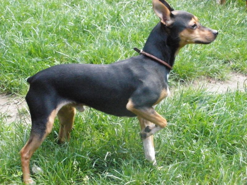 Rocky1.jpg