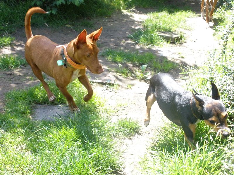 Rocky und Boss.jpg