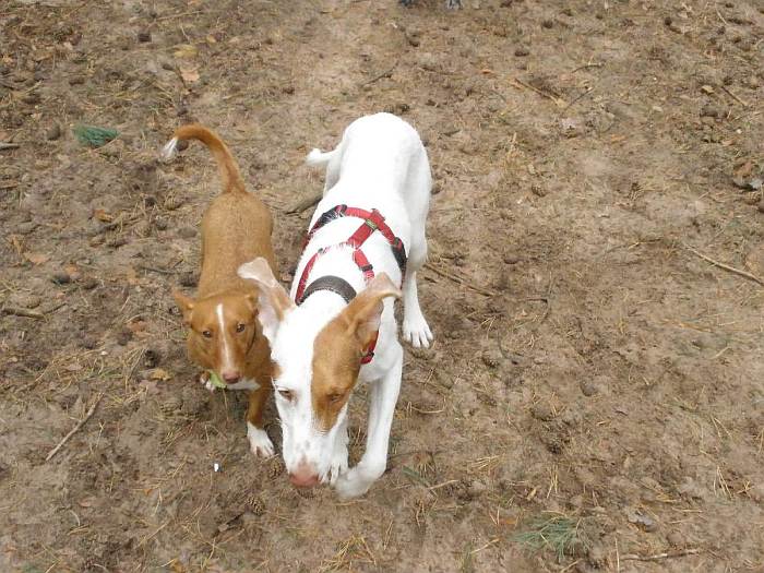 Amber und Gini.jpg