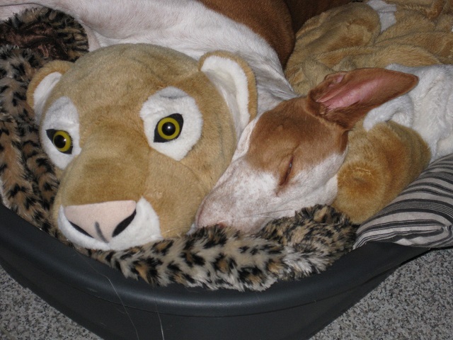 Hans mit Teddy.jpg