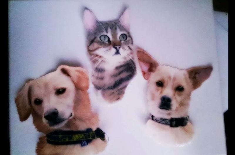 WilliJaskoCat.jpg