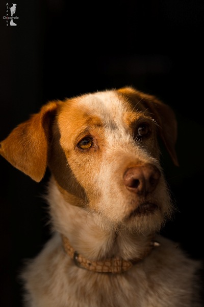 DSC_0191_ham.jpg