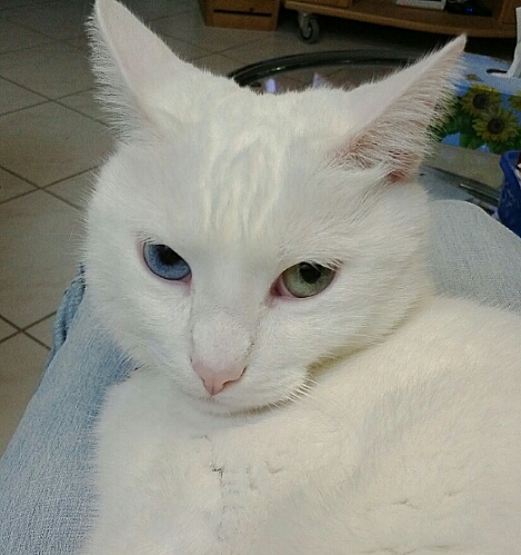 luna.jpg
