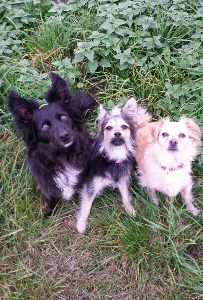 trio5.jpg