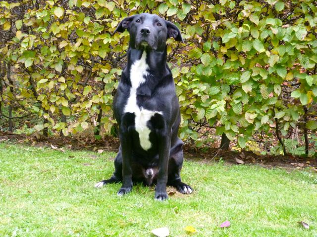Bailey 30.10.2010.jpg