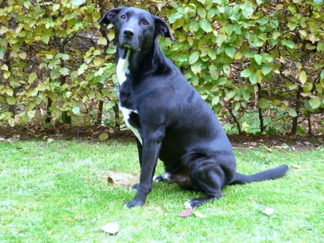 Bailey am 30.10.2010.jpg