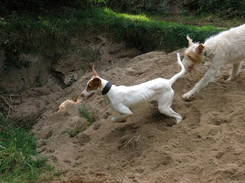 Amber und Pelle im Sand.jpg