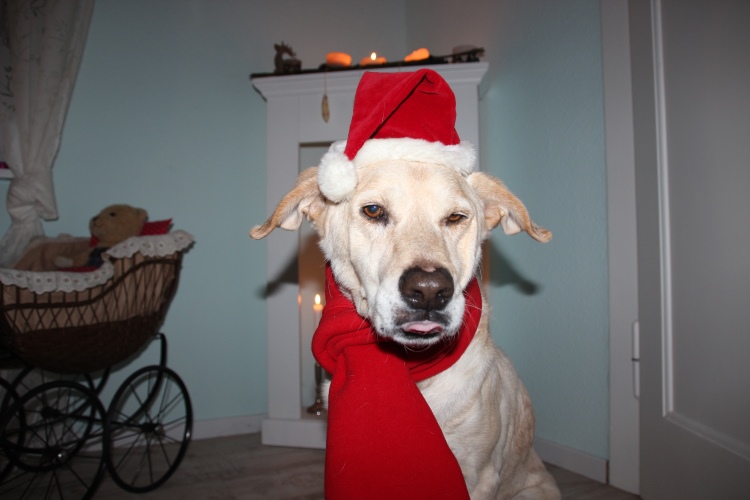 1Advent (3).jpg