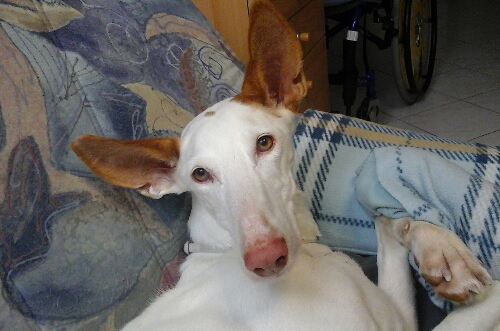 Piguck.jpg
