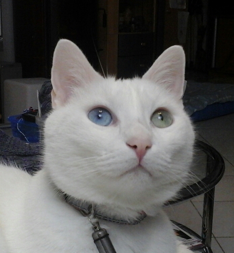 luna.jpg
