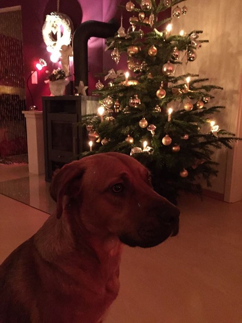Elfie.jpg