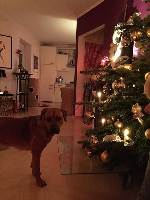 Elfie2.jpg