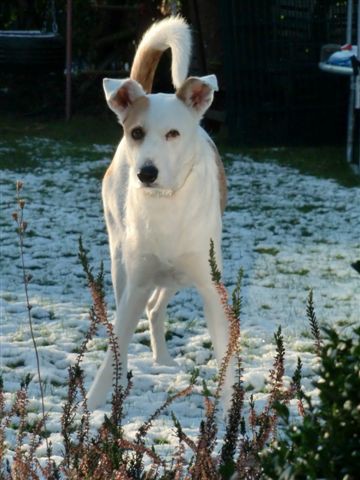 Rocky Schnee.jpg
