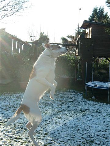 Rocky Schnee2.jpg