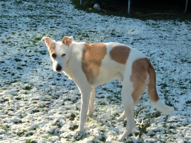 Rocky Schnee3.jpg