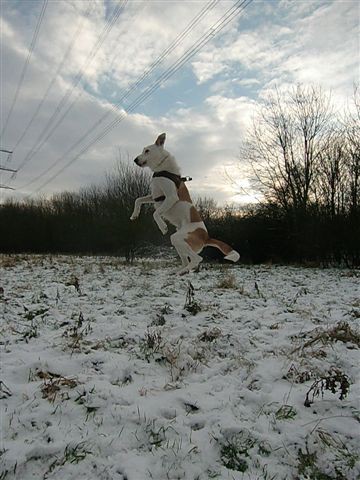 Rocky Schnee4.jpg