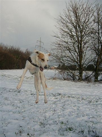 Rocky Schnee5.jpg