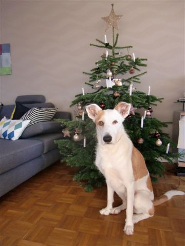 Rocky Weihnachten.jpg