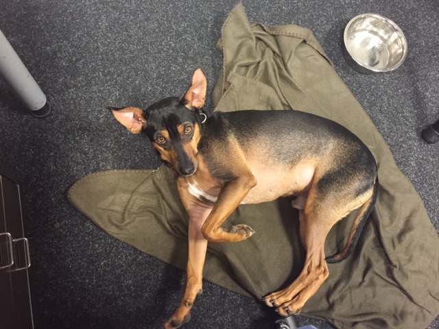 Locko_im_Office.jpg