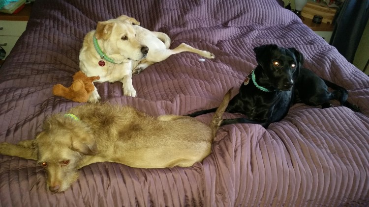 Playtime.jpg